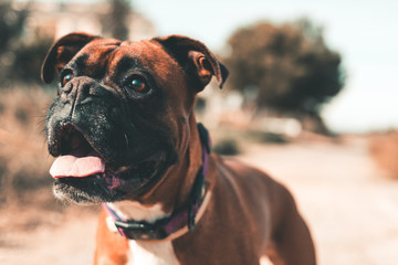 close-up of a boxer dog paying attention to what is in front of him with the background out of focus