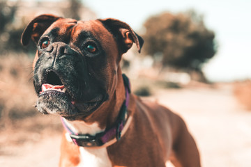 close-up of a boxer dog paying attention to what is in front of him with the background out of focus
