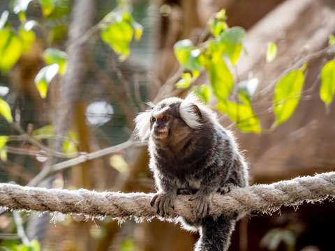 titi monkey in a zoo
