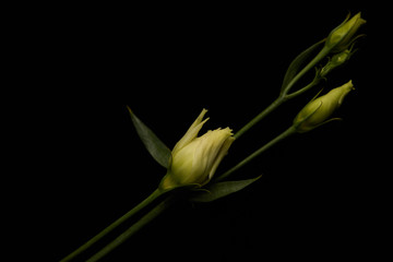 Fototapeta na wymiar Close up view of eustoma flower with leaves isolated on black