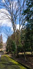 Fototapeta na wymiar 立春の候　樹木公園の風景