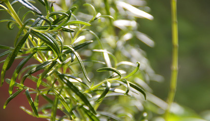 Rosemary in home garden