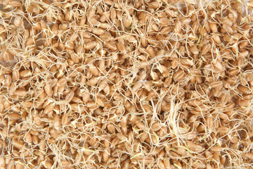 Whole wheat sprouts background. Sprouted wheat seeds top view..