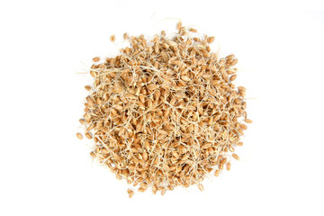 Whole wheat sprouts isolated on white background. Pile of sprouted wheat seeds top view..