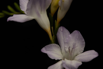 Close up view of freesia flower with water drop isolated on black