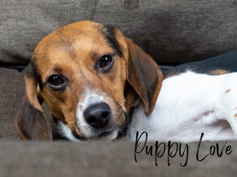 Purebred brown, white and black colored beagle puppy laying on the couch in an up close picture, with the words Puppy Love spelled out in black font.