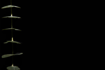 Brunch of eucalyptus isolated on black with copy space