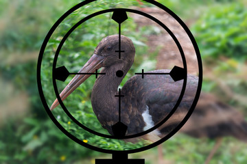 Black Stork in the hunter's crosshair, illegal hunting