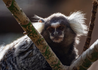 titi monkey on a branch in a zoo