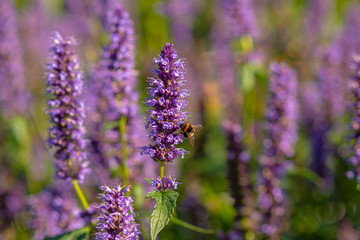 bee on purple flower