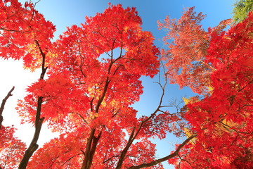 아름다운 한국의 가을 단풍