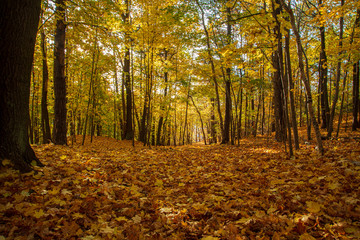 autumn in the park full of yellow leaves on ground