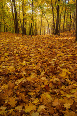 autumn in the park full of yellow leaves on ground