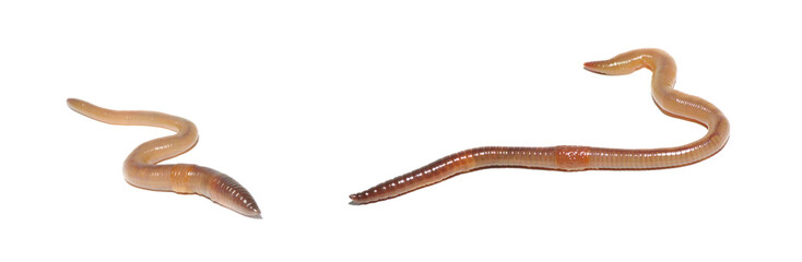 Close-up of earthworm on white