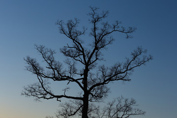 ブルアワーと南京櫨の裸木