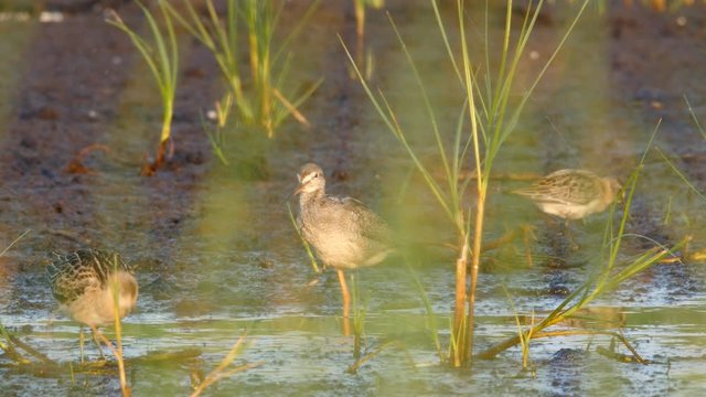 Spotted redshank, Tringa erythropus, in non breeding plumage, resting on one leg, grooming and running away