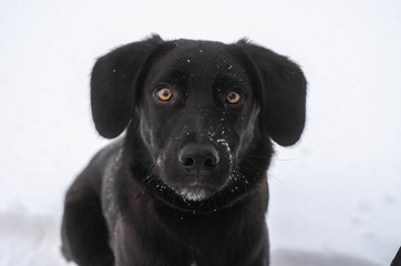 Fototapeta premium Black labrador puppy dog head close-up with snow on nose