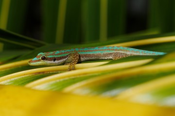Ornate day gecko on palm tree leaf