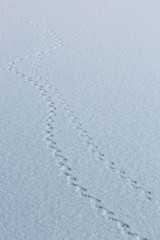 雪上の動物の足跡