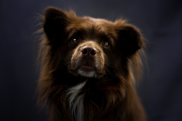 small brown dog in spotlight