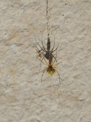 Stolac “stecaks” Megalithic city of Daorson Sarajevo in Bosnia - SJJ