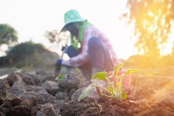 Naklejka premium Close up plant on the dry ground with light ray of the sun.Farmer working on field at sunset.Farm,garden,Photo concept working and gardening.