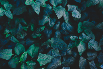 Top view leaf background.Green leaves color tone dark in the morning.Tropical Plant in...