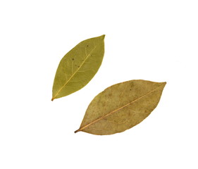 Bay leaves on white background. Spice aromatic.