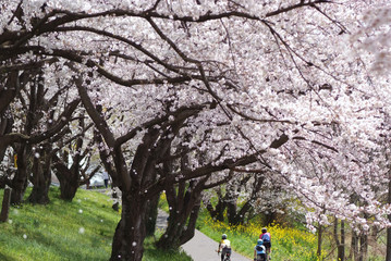 桜吹雪の遊歩道