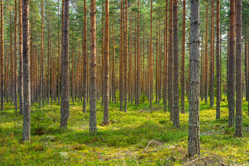 Fototapeta na wymiar Sun shining in a beautiful pine forest in Sweden