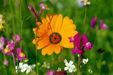 bunte sommerwiese mit kleinen blüten