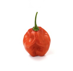 Habanero chilis isolated on white background. Fresh ripe Caribbean Red Habanero hot chili pepper with green stem. 