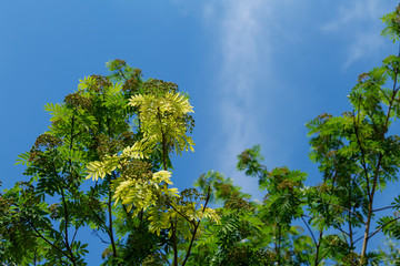 Bushes of green mountain ash. Background blue sky. Leaves, branches, berries. Summer concept.