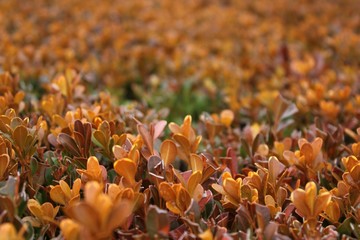 yellow flowers in the garden