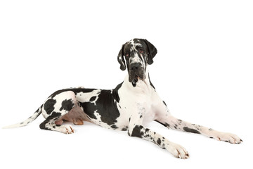 Dog breed great Dane on a white background - obrazy, fototapety, plakaty