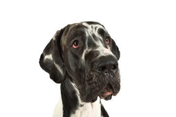 Portrait of a purebred great Dane dog - obrazy, fototapety, plakaty