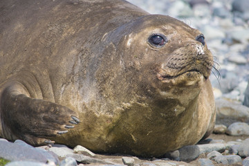 Antarctic weddell seal resting on ice floe