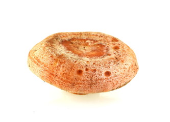 Forest mushroom. Lactarius deliciosus (Saffron milk cap)