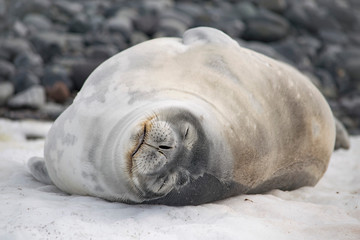 Leopard seal resting on the iceberg in Antarctica