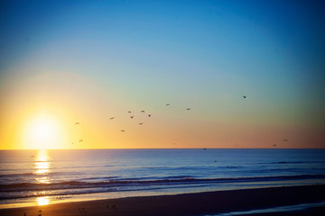 ocean birds flying at sunrise