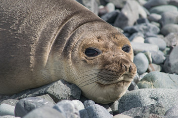 Naklejka premium Antarctic weddell seal resting on ice floe