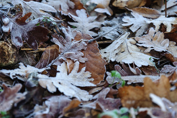 oak leaves in the forest with the morning frost
