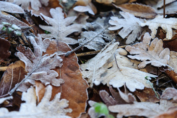 oak leaves in the forest with the morning frost
