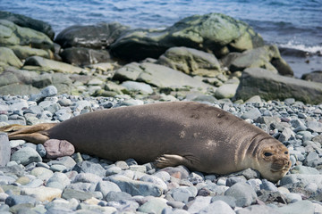 Antarctic weddell seal resting on ice floe