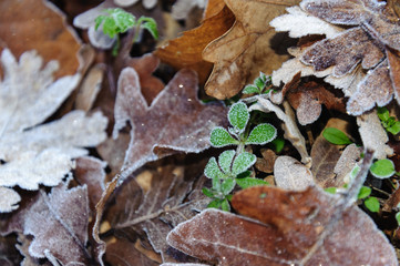 oak leaves in the forest with the morning frost