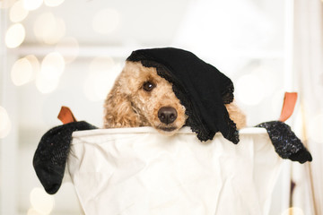 Pudel in der Schmutzwäsche Hund in Wäschekorb