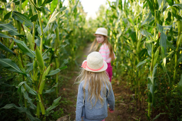Two cute young girls having fun in a corn maze field during autumn season. Games and entertainment...