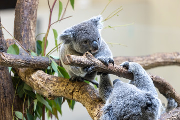 コアラの赤ちゃん