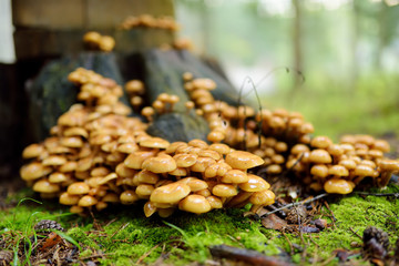 Honey Agaric mushrooms growing on a tree in autumn forest.