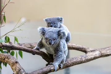 Gordijnen Koala baby © Molyomoto